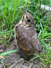 blackbird, thrush, bird in the grass
