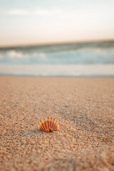 shell in the sand on the seashore