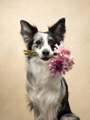 dog at beige background, fun border collie, dog with flowers