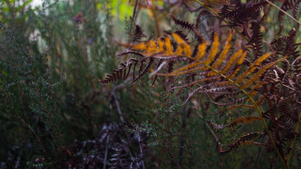 Macro de feuilles de fougère, dans l'environnement forestier des Landes de Gascogne