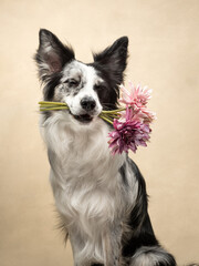 dog at beige background, fun border collie, dog with flowers