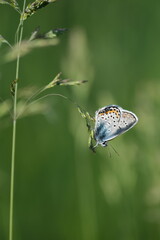 Close up of a silver studded blue butterfly on a plant in nature