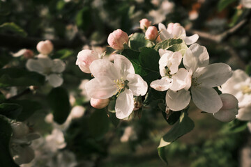 A blooming branch of an apple tree on a sunny spring day