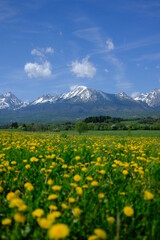 Fototapeta na wymiar Alpine meadow with dandelions