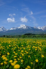 Alpine meadow with dandelions