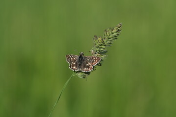 Close up of a grizzled skipper butterfly on a plant in nature, tiny brown butterfly with white...