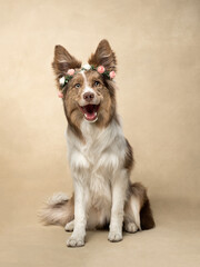 dog sits at beige background, fun border collie, dog with flowers, dog with circlet of flowers
