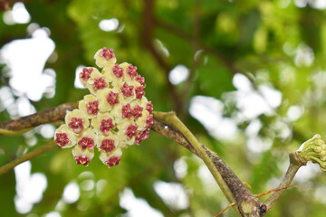 Close-up of green heart-shaped hoya flowers on natural background, perfect for presentations.