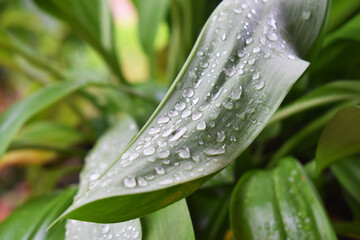 water drops on a leaf