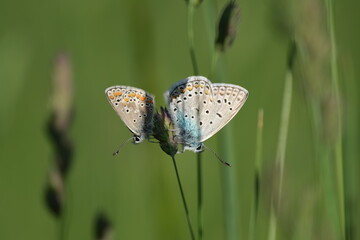 Two tiny butterflies on a plant in nature