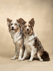 dogs sit at beige background, fun border collie, father and daughter