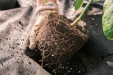 A Heavy Root Ball On A Tomato Plant Being Potted By A Gardener In To A Planter Full Of Compost