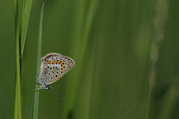 Silver studded blue butterfly close up on a blade of grass in