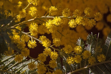 Black Wattle (Acasia mearnsii) flowers 14599