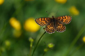 Fototapeta na wymiar Close up of a heath fritillary butterfly resting on a flower