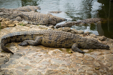 Obraz premium Crocodiles in the La Vanilla reserve, Mauritius