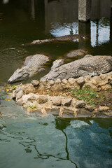 Crocodiles in the La Vanilla reserve, Mauritius