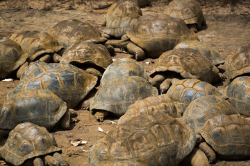 Many giant tortoises in the national Park La Vanille, Mauritius.