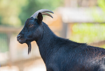 black goat close - up in nature