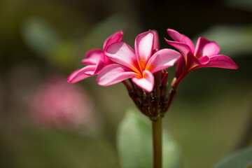 Pink plumeria on the plumeria tree, frangipani tropical flowers.