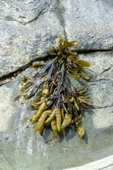 A piece of wet seaweed hanging off of a rock