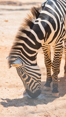 Fototapeta na wymiar zebra close up in nature in sunny day
