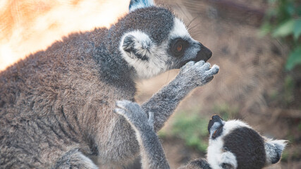 animal lemur close - up in nature