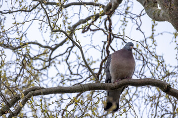 Common wood pigeon, Columba palumbus, perched on a branch, Antwerp Belgium. Closeup pigeon portrait in spring, common British and European bird. High quality photo