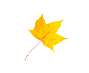 autumn yellow leaf isolated on white