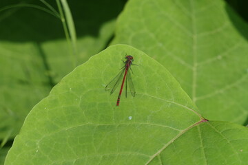 Frühe Adonislibelle m