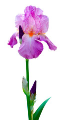  iris flower isolated on white background.