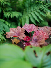 Red heuchera and fern leaves in summer garden.