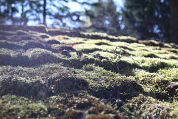 The roof of the cottage with a layer of moss