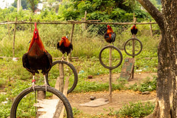 Gallos de pelea descansando sobre unos neumáticos de bicicleta en filipinas © antonio