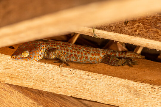 Geck tokay (Gekko gecko) en el techo de un puerto mar&iacute;timo en Filipinas