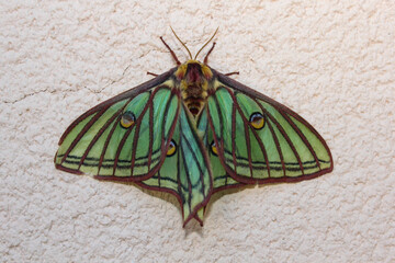 Mariposa Isabelina nocturna (Acfias isabellae) hembra esperando a que sea de noche para buscar a un macho de la misma especie