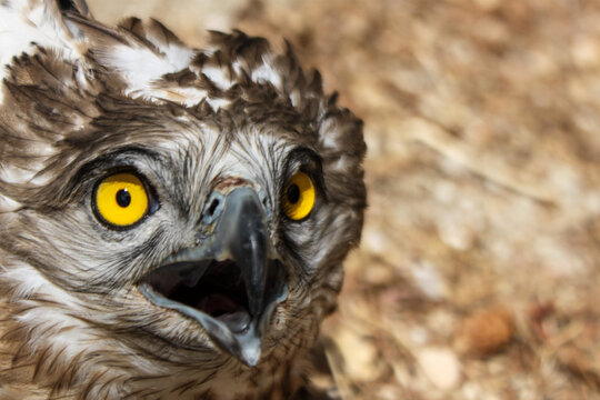 &Aacute;guila culebrera europea (Circaetus gallicus) en un centro de recuperaci&oacute;n esperando a ser liberada