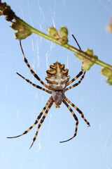 Araña tigre (Argiope lobato) esperando en la tela de araña a que quede atrapada alguna presa
