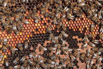 Abejas (Apis mellifera) trabajando en una colmena con muchas celdillas llenas de polen y con...