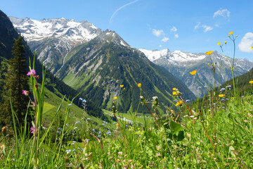 Blumenwiese mit Bergwelt im Hintergrund