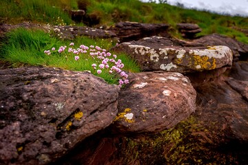Flowers on the rocks Great Crumbrae Island coast