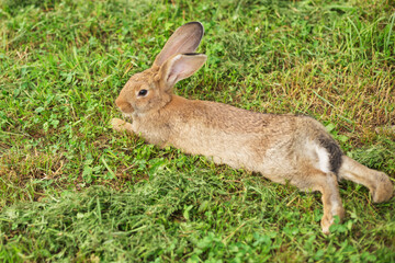 Relaxed young rabbit is lying in the grass a Summer's evening. Blurred background with copy space.