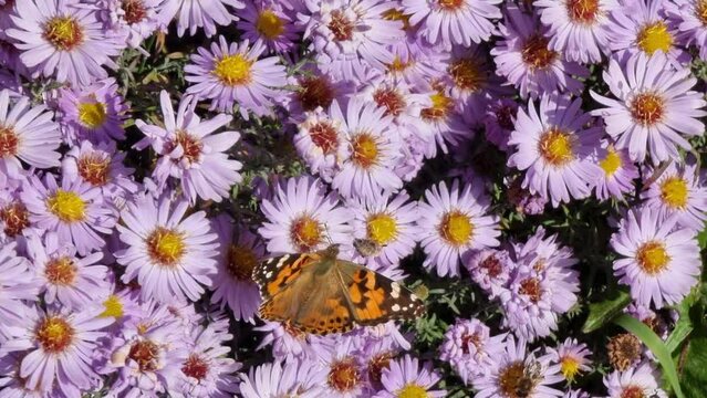 Peacock butterfly sits on a flower. The garden is in bloom season. Little asters. Warm colors.