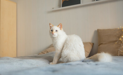 The white cat lies on a gray blanket. The rays of the sun fall on the cat. cat bathes in the sun