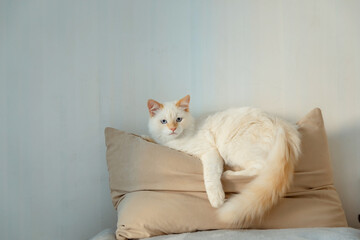 Fototapeta na wymiar The white cat lies on a gray blanket. The rays of the sun fall on the cat. cat bathes in the sun