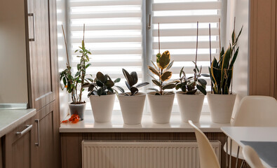 Stylish kitchen interior with dining table and chairs. Home design. Scandinavian trendy interior. Ficus in a flower pot. Big window
