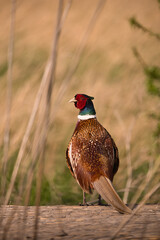 bird, tier, fasan, natur, wild lebende tiere, wild, gras, 