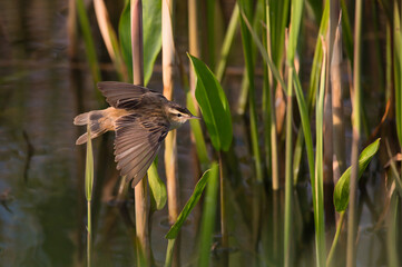 bird, natur, wild lebende tiere, tier, ried, wild, green, gras, 