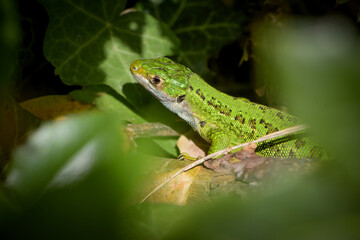 view on an european green lizard