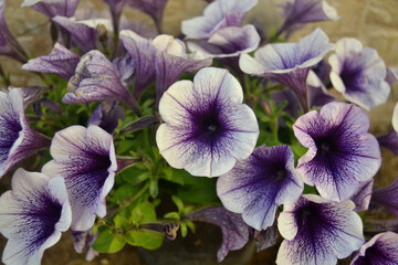 Fototapeta na wymiar Lilac sweet sunshine petunia flowers in bloom